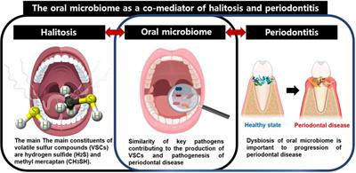 Oral microbiome as a co-mediator of halitosis and periodontitis: a narrative review